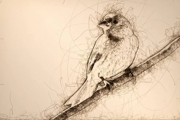 Sketch Curious House Finch Usiadł Drzewie — Zdjęcie stockowe