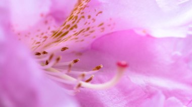 Narin Rododendron Stamen Appalachian Baharı 'nda çiçek açıyor.