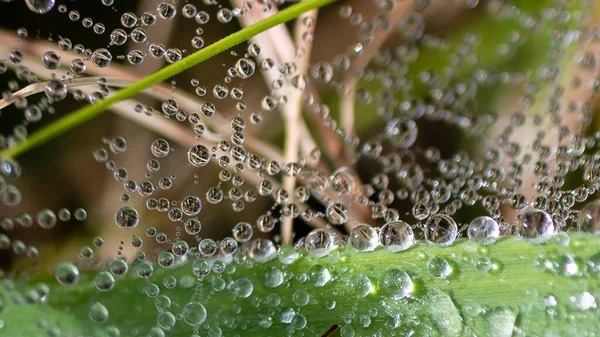 Reflections Tiny Drops Dew Clinging Strands Spiders Web — Stock Photo, Image