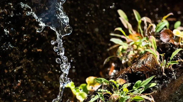 Spritzwassertropfen Regnen Auf Die Herbstvegetation Herab — Stockfoto