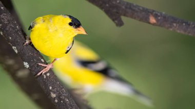 Bir çift Amerikan ispinozu Ağaçta dinleniyor