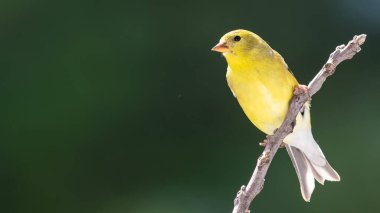 Amerikan ispinozu Ağaç dalında dinleniyor