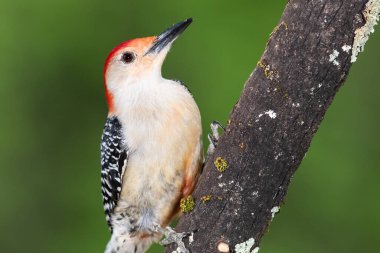Kırmızı Göbekli Ağaçkakan Ağacın Dalına Tünemiş