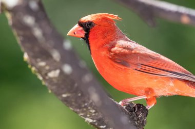 Bir ağaca tünemiş Kuzey Kardinaline haber verin.