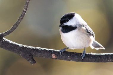 Carolina Chickadee İnce bir dala nazikçe tünedi
