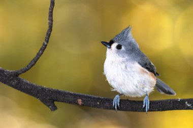 Bir sonbahar dalına tünemiş Titmouse
