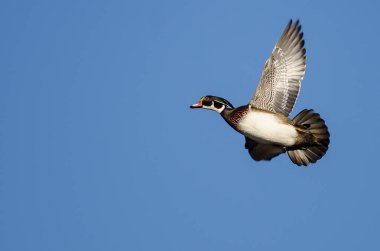 Orman Ördeği Mavi Gökte Uçuyor