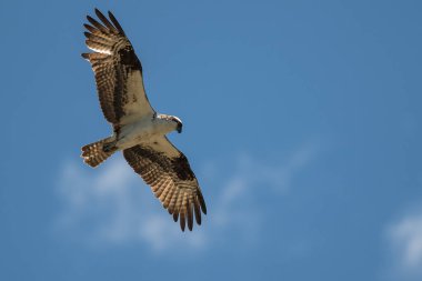 Yalnız Osprey mavi gökyüzünde uçan