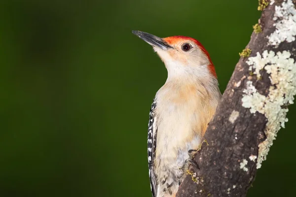 Curious Red-Bellied Woodpecker Perched in a Tree