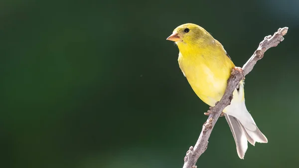 Jilguero Americano Descansando Una Rama Árbol — Foto de Stock