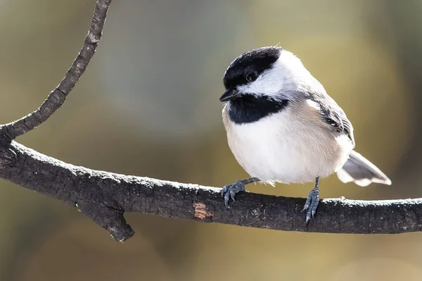 Carolina Mésange Perchée Délicatement Sur Une Branche Mince — Photo