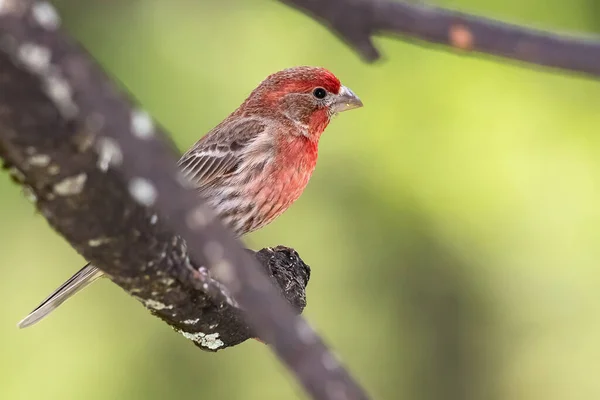 Nieuwsgierig Huisje Vink Hoog Een Boom — Stockfoto