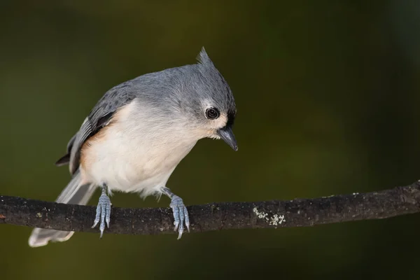 Tufted Titmouse Siedzi Smukłym Gałęzi Drzewa — Zdjęcie stockowe