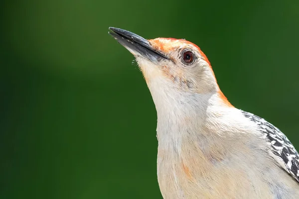 Profilo Picchio Dal Ventre Rosso Appollaiato Ramo — Foto Stock