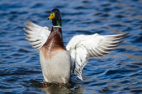 Canard Colvert Étirant Ses Ailes Tout Reposant Sur Eau — Photo