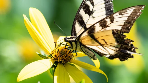 Восточный Тигр Ласточковая Бабочка Потягивая Нектар Accommodating Flower — стоковое фото
