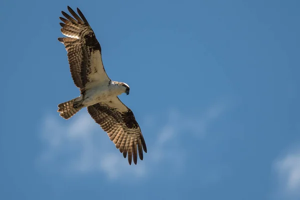 Lone Fiskgjusen Flyger Blå Himmel — Stockfoto