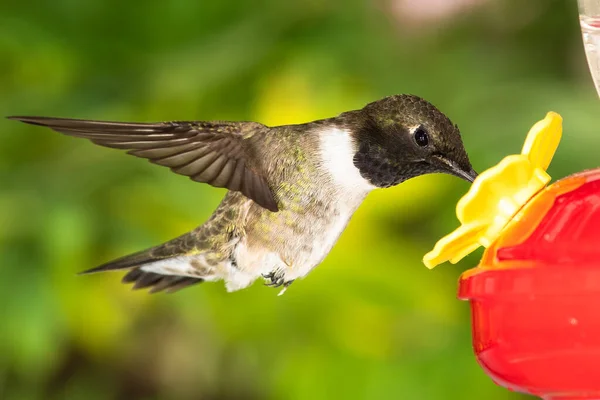 Svartkindad Kolibri Anländer Till Mataren För Måltid Stockbild