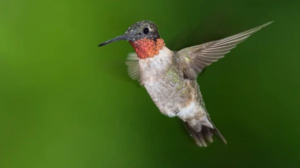 Ruby Throated Hummingbird Αιωρείται Στο Πράσινο Δάσος Royalty Free Εικόνες Αρχείου