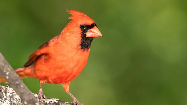 Cardenal Del Norte Encaramado Una Rama Árbol Imagen de stock