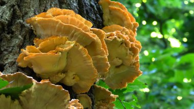 Ormandaki bir ağaçta yetişen mantarın tavuğu.