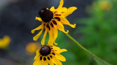Hassas siyah gözlü Susan Yazın sonlarında ortaya çıkıyor