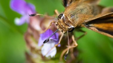 Boyalı Leydi Kelebek Uyumlu Çiçekten Nektar yudumluyor