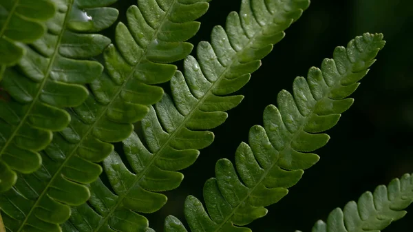 繊細な緑色のシダの質感の葉 — ストック写真