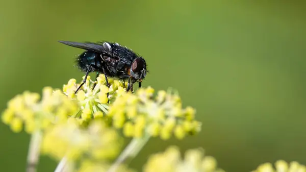 Sprytna Mała Mucha Spoczywająca Krawędzi Delikatnego Żółtego Kwiatu — Zdjęcie stockowe