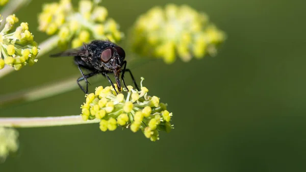 Slimme Kleine Vlieg Rustend Rand Van Delicate Gele Bloem — Stockfoto