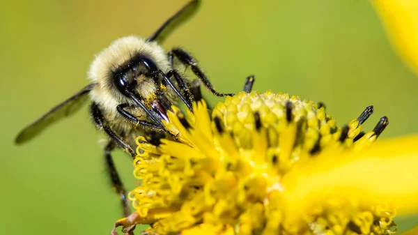 Bijenverzameling Stuifmeel Van Een Overnachtende Bloem — Stockfoto