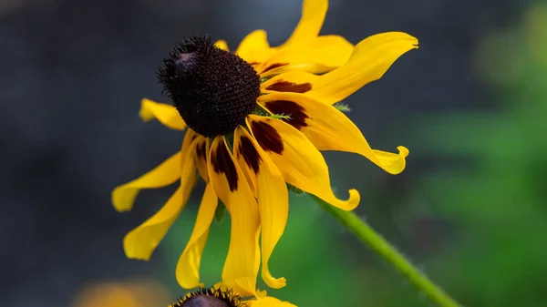 Delicate Zwarte Ogen Susan Verschijnen Late Zomer — Stockfoto