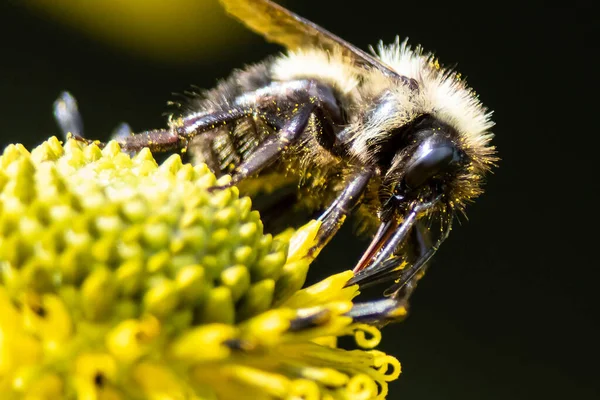 蜜蜂从可容纳的花朵中采集花粉 — 图库照片