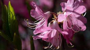 Güzel Azalea Mavi Tepe Yolu boyunca çiçek açıyor.