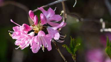 Güzel Azalea Mavi Tepe Yolu boyunca çiçek açıyor.