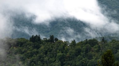 Apalaş Dağları 'nın vadilerinde sisli bir sabah. Blue Ridge Parkway' in manzarası.