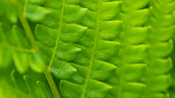 Naturaleza Resumen Las Delicadas Hojas Texturizadas Del Hermoso Helecho Canela — Foto de Stock