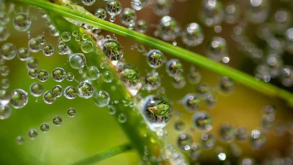 Reflections Tiny Drops Dew Clinging Strands Spiders Web — 스톡 사진
