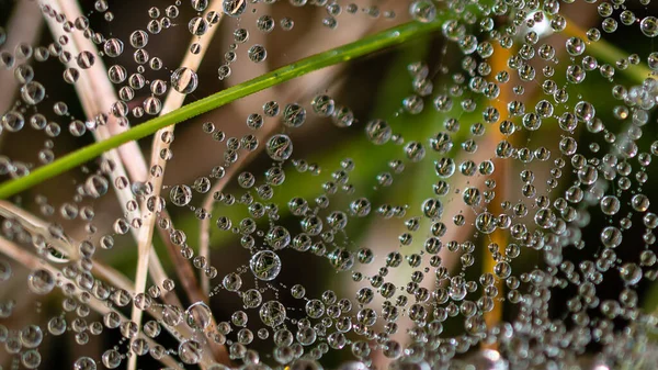 Spiegelungen Den Winzigen Tautropfen Die Sich Die Stränge Des Spinnennetzes — Stockfoto