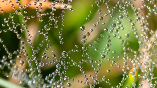 Spiegelungen Den Winzigen Tautropfen Die Sich Die Stränge Des Spinnennetzes — Stockfoto