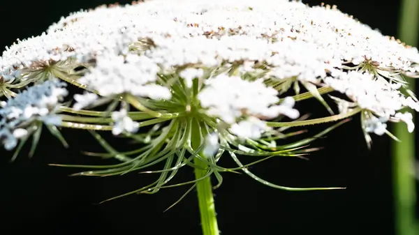 Délicate Fleur Blanche Couronnant Avec Défiance Dans Les Ténèbres — Photo