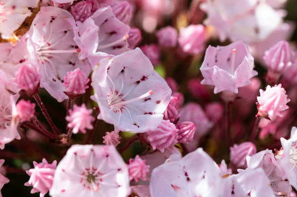 Mountain Laurel Blooming in the Appalachian Spring