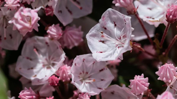 애팔래치아의 꽃피는 — 스톡 사진