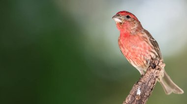 Finch Hanesi Ağacın Dalında Dinleniyor