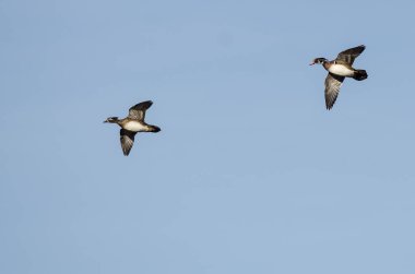 Bir çift ördek Mavi Gökte Uçuyor