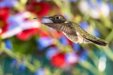 Siyah Çin Sinek Kuşu Çiçek Bahçesinde Nektar Arıyor