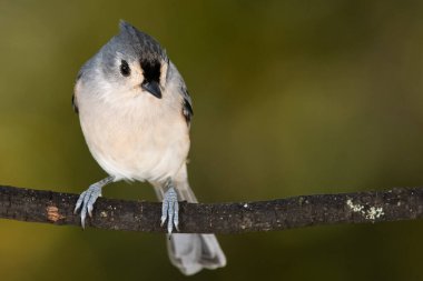 İnce bir ağaç dalına tünemiş Titmouse