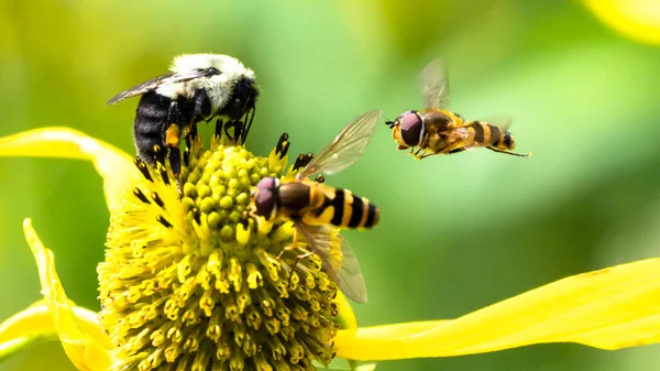 Abeja Que Recoge Polen Una Flor Acomodadora —  Fotos de Stock