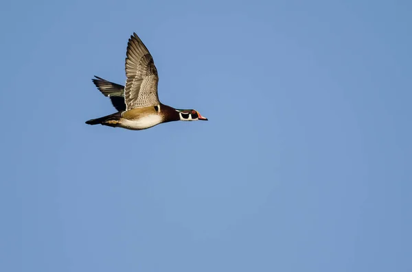 青い空を飛ぶウッドダック — ストック写真