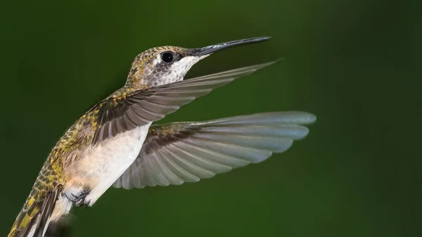 Robijn Geworpen Kolibrie Zwevend Het Groene Woud — Stockfoto